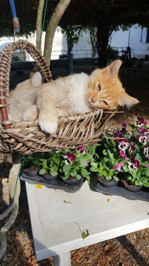 B&B Il Gatto Nero Castelveccana Extérieur photo